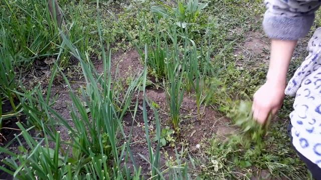 Полила этим чеснок, прёт и прёт, куда девать его столько. Подкормка чеснока. смотреть онлайн
