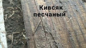 Кивсяки и другие интересные многоножки.