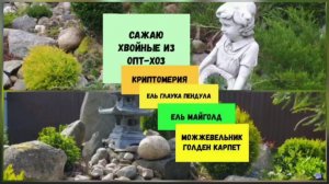 Сажаю хвойные из Опт-Хоз.Криптомерия,ель Глаука Пендула, Ель Майголд,можжевельник Голден Карпет.