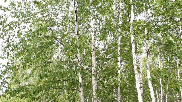 "Хатыҥ" Василий Парников мелодията смотреть онлайн