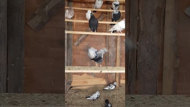 Голуби Свердловски ако смотреть онлайн