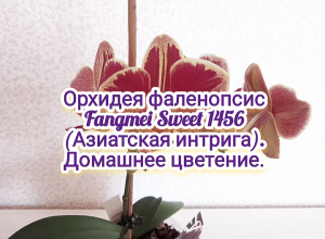 Орхидея фаленопсис Fangmei Sweet 1456 (Азиатская интрига). Домашнее цветение.