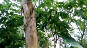 Как растет и цветёт банан. How does a banana grow and bloom?