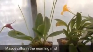 Orchid care growing Masdevallia Orchids In Greenhouse