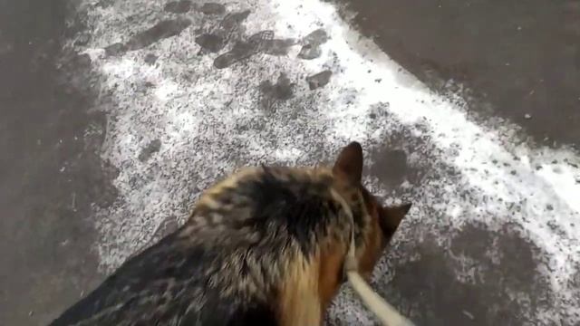 Адекватное поведение собаки на улице. смотреть онлайн