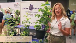 Cultivate'17: Ball Ingenuity's Blackberry Polar Berry