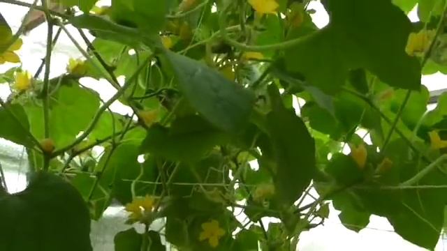 Подземная теплица 13 05 18 смотреть онлайн