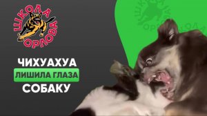 Страшные драки двух чихуахуа