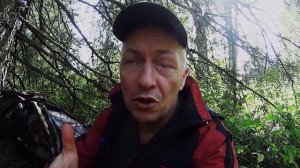 ЧАГА БЕРЕЗОВАЯ.  КАК ЗАВАРИВАТЬ ЧАГУ?  ЧАГА БЕРЕЗОВАЯ - ПОЛЬЗА ДЛЯ ЗДОРОВЬЯ. БЕРЕЗОВЫЙ ГРИБ.