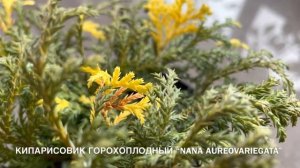 КОНТЕЙНЕРНОЕ ОЗЕЛЕНЕНИЕ (НАЧАЛО) ? ПОСАДКА КИПАРИСОВИКОВ И ТУЙ В КАШПО-ЧАШИ?