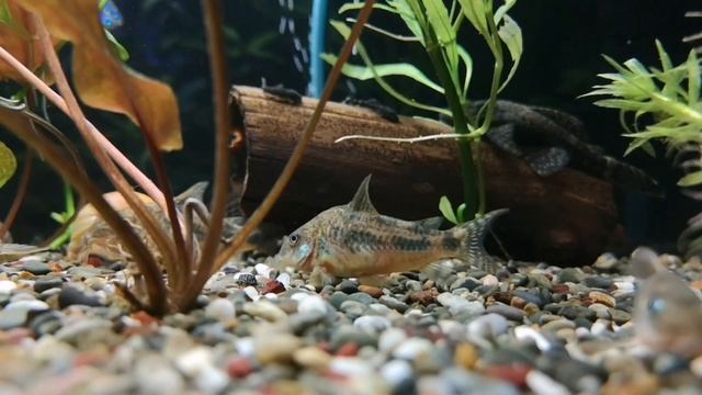 КРАПЧАТЫЙ СОМИК. СОДЕРЖАНИЕ, УХОД, СОВМЕСТИМОСТЬ, КОРМЛЕНИЕ И РАЗМНОЖЕНИЕ смотреть онлайн