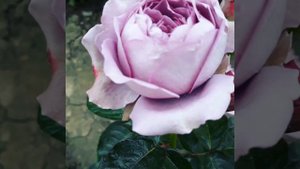 Роза Lavender Bouquet