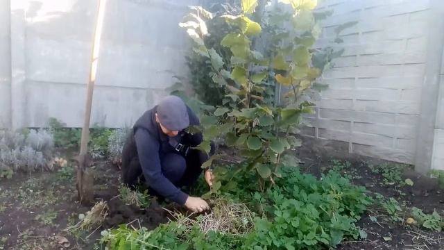 Фундук. Варшавский краснолистный. Корень саженца. смотреть онлайн