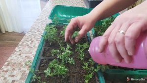 Бакопа будет пышной. Пересадка и прищипка.