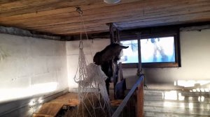 бункерная кормушка для поросят