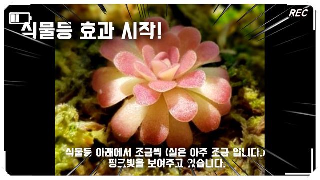 (식충식물#01)_🌷벌레잡이제비꽃(Pinguicula),요한나(Johanna),엣셀리아나, 식충식물🌱insectivorous plants,Carnivore, butterwort, смотреть онлайн