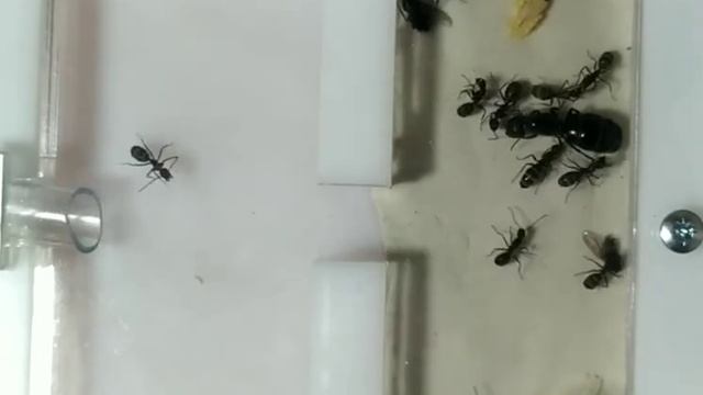Кампонотус вагус (Camponotus vagus). Переселил в формикарий!  Муравьи дома. Муравьиная ферма.