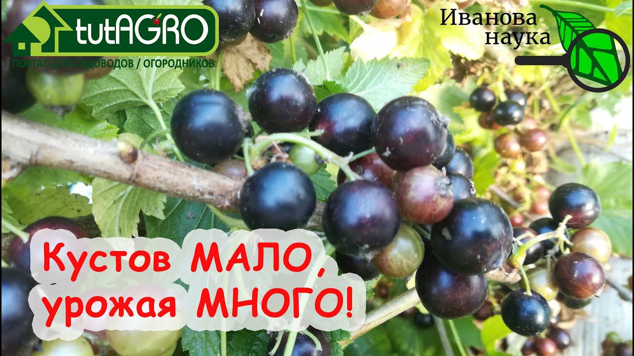 КАК СОБИРАТЬ УРОЖАЙ ВЁДРАМИ БЕЗ УСИЛИЙ? САМОЕ ВРЕМЯ СДЕЛАТЬ ЭТО ДЛЯ УРОЖАЯ СМОРОДИНЫ и КРЫЖОВНИКА!