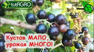 КАК СОБИРАТЬ УРОЖАЙ ВЁДРАМИ БЕЗ УСИЛИЙ? САМОЕ ВРЕМЯ СДЕЛАТЬ ЭТО ДЛЯ УРОЖАЯ СМОРОДИНЫ и КРЫЖОВНИКА!