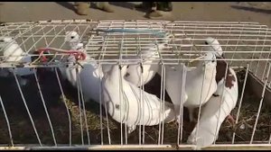 ОБЗОР ПТИЧЬЕГО РЫНКА В МАЛОЯРОСЛАВЦЕ (часть 1)