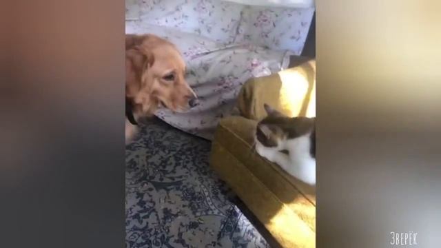 Дикие и домашние животные-№24 смотреть онлайн