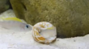 Lamprologus caudopunctatus Лампрогус ракушатус:))))
