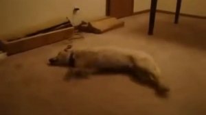 Собака бегает во сне))) Ржака до слез!!! Прикол!!!