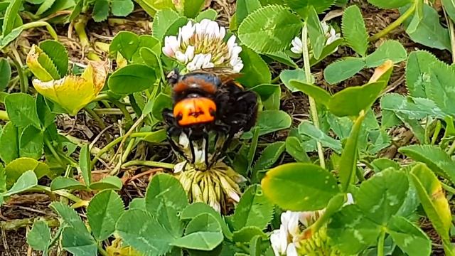 Насекомое проснулось Просто Весна смотреть онлайн