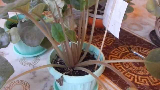 Узамбарские фиалки. Оценка состояния здоровья фиалок после зимы и цветения. смотреть онлайн