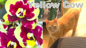 Сажистый грибок - спасаю орхидею. / Золотая орхидея "Желтая коровка" и  Золотой Кот.