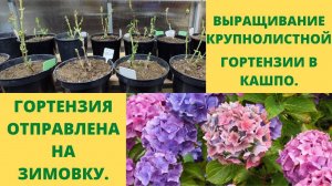 Крупнолистная гортензия в кашпо.Как зимовать.Условия .Последний этап подготовки гортензии к зимовке.