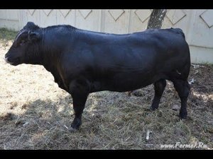 Крупный рогатый скот на выставке АгроОмск-2013