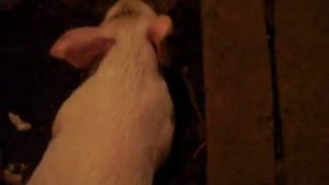 Поросёнок после кастрации,прошло 1чяс.