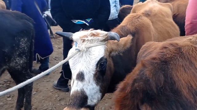 G'ijdivon mol bozori bo'g'oz sigirlar narxlari.3/11/2021