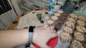 Домашняя Лечуза пон/составляем аналог сами