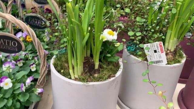 Садовый центр PLANTAGEN  Finland  10.04.2022