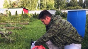 Трипсы на огурцах. Фитоверм применение, обработка от вредных насекомых и паутинного клеща