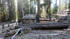 Секвойя: в царстве гигантских деревьев