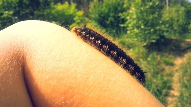 Nature...  Fluffy caterpillar :) Пушистая гусеница