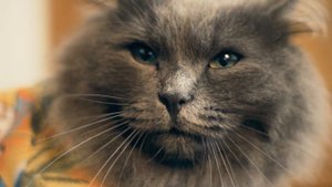 Robo cat - Кот против сил зла