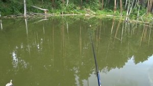 Как поймать Карпа | Секреты ловли Карпа в коряжнике | Ловля Карпа на Боковой кивок