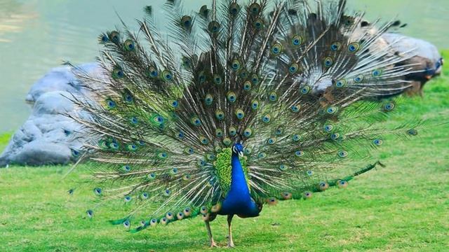 Beautiful Peacock HD1080p