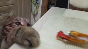 Наш хищник ?  ? Кот Мася играет.