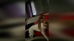 Jack Russell Terrier best funny and cute dogs  | tik tok | Джек Рассел Терьер