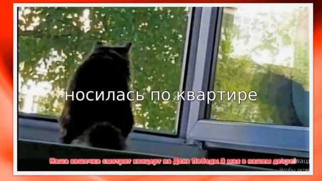 Наша кошечка-патриот смотрит концерт в День Победы во дворе дома смотреть онлайн