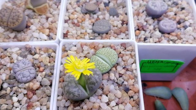 Литопс цветет | Литопсы из семян | Литопс цветение смотреть онлайн