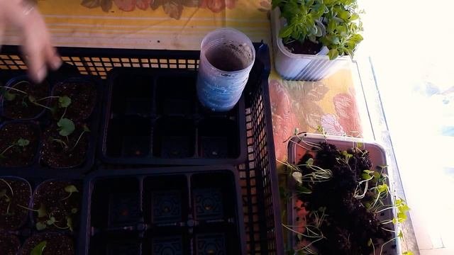 Карпатский колокольчик!!! ???Промежуточная пикировка.