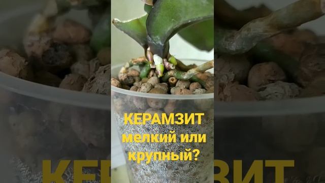 Какой керамзит лучше мелкий или крупный? #орхидеявкерамзите #orhids