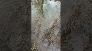 Ставим вершу в реку