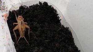 СВЕРЧКИ откладывают яйца прямо в грунт.